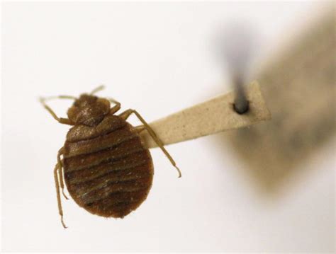 Bedbug hoax targeting foreign visitors to Greece, officials say